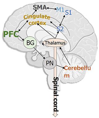 Detection and assessment of Parkinson's disease based on gait analysis: A survey